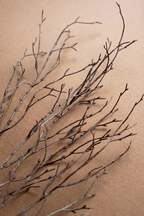 Birch Branch Stem
