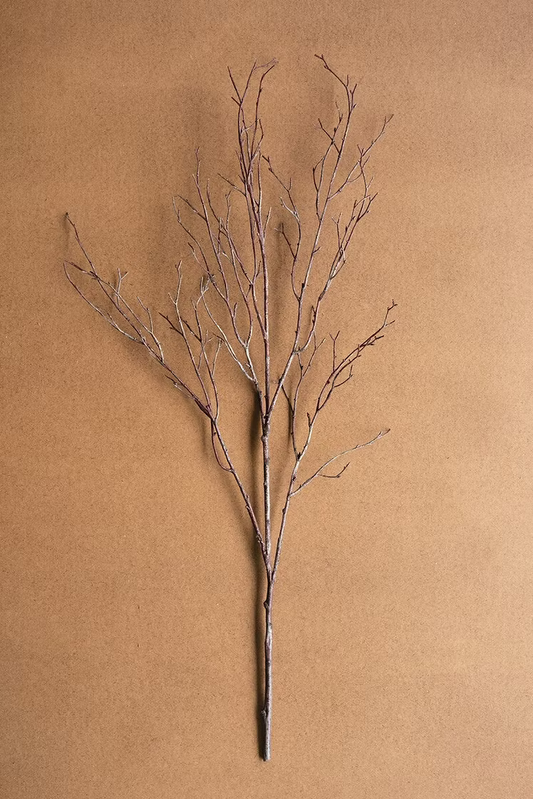 Birch Branch Stem