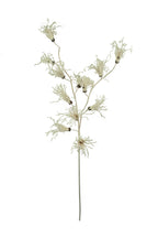 Botanica #2801